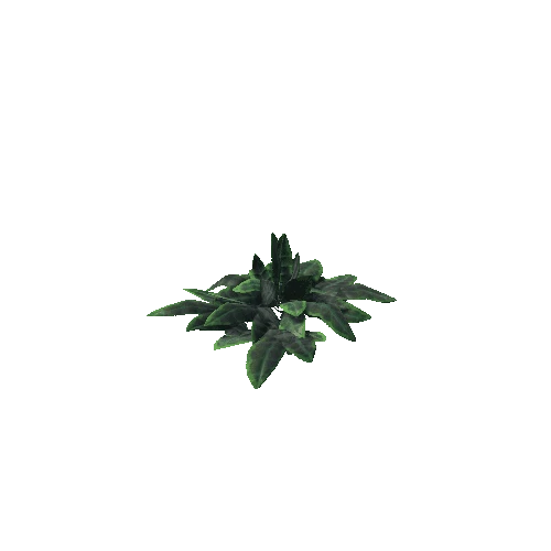 plant_Ficus_03_PF 1